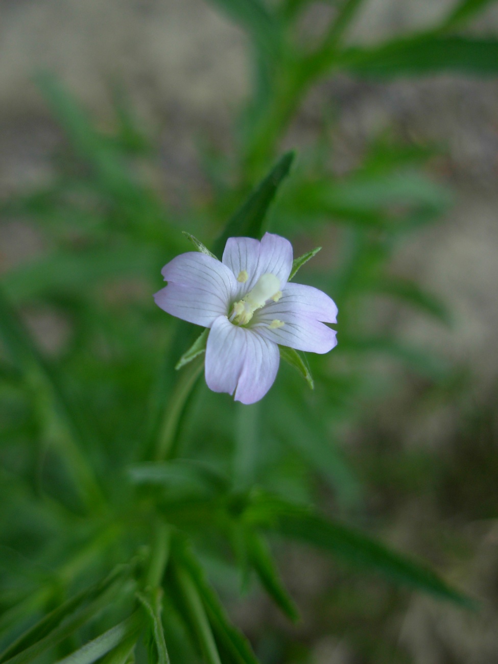 Epilobium tetragonum ssp. tetragonum/Garofanino quadrellato